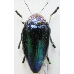 Sternocera pulchra fischeri (Quedenfeldt, 1880) 37mm Tanzania75e